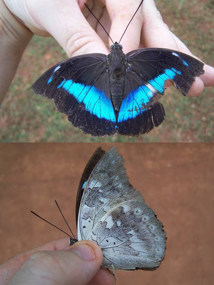 FIGURE 1b FIGURE 1b